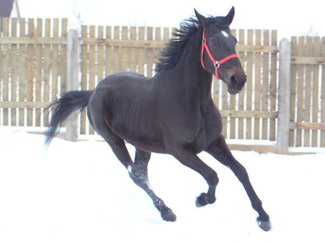 Белла