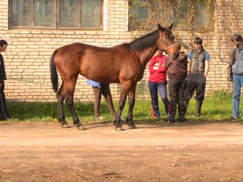 Красивая лошадь