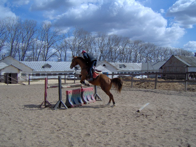 Рыжик. Фото3