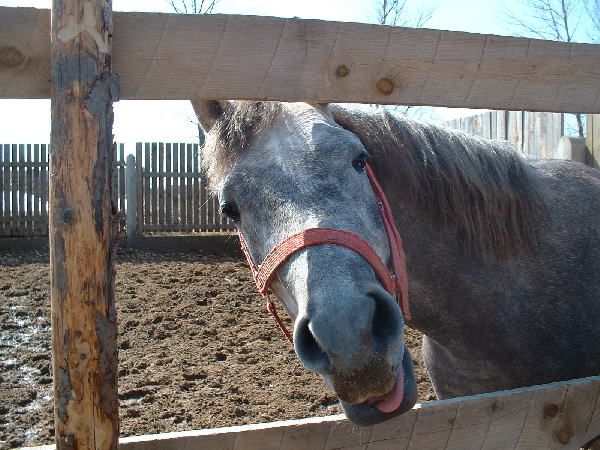 Вальс конь