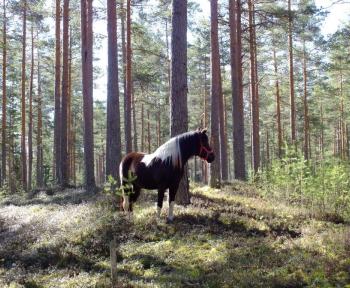 полесская лошадь